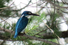 Alcedo coerulescens