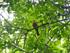 Rhytipterna holerythra