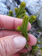 Stilbaceae