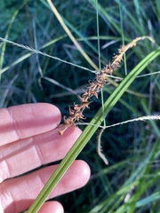 Carex declinata