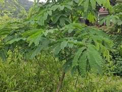 Albizia kalkora