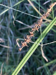 Carex declinata