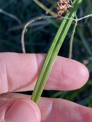 Carex declinata