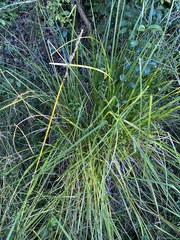 Carex declinata