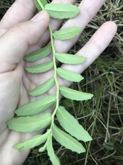 Lobelia concolor