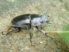 Neolucanus sinicus championi