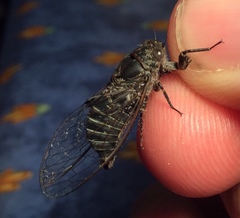 Atrapsalta corticina