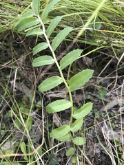 Lobelia concolor