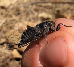 Atrapsalta corticina