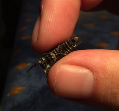 Atrapsalta corticina