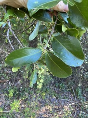 Elaeodendron australe