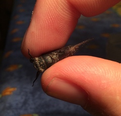 Atrapsalta corticina