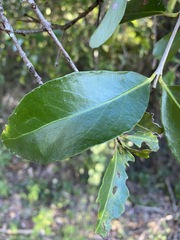 Elaeodendron australe