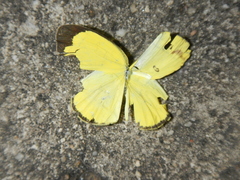 Eurema alitha