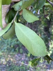 Elaeodendron australe