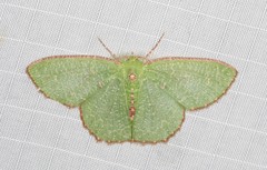 Eucyclodes metaspila