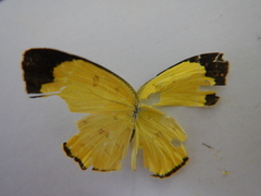 Eurema alitha