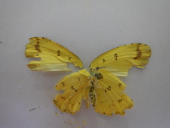 Eurema alitha