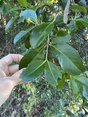 Elaeodendron australe