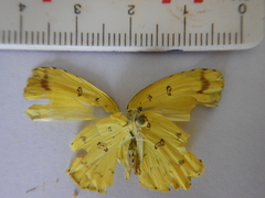 Eurema alitha