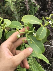 Psychotria mariniana
