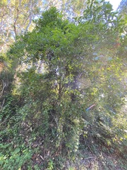 Elaeodendron australe