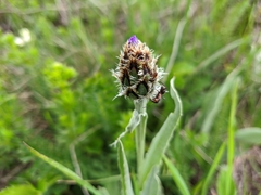 Centaurea fuscomarginata