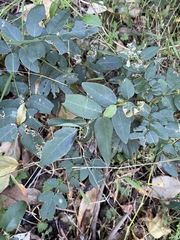 Derris involuta