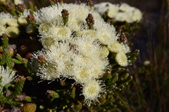 Brunia latebracteata