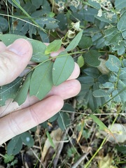 Derris involuta