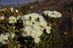 Brunia latebracteata
