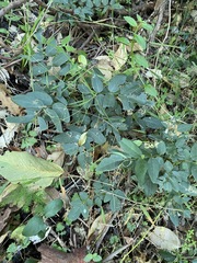 Derris involuta