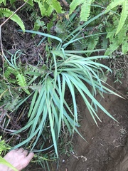 Machaerina mariscoides