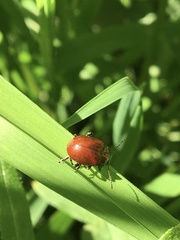 Chrysolina polita