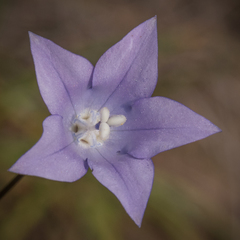 Wahlenbergia krebsii