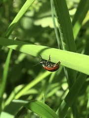 Chrysolina polita