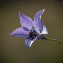 Wahlenbergia krebsii