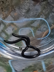 Indotyphlops braminus