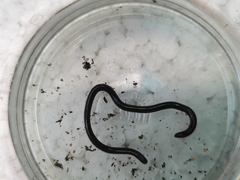 Indotyphlops braminus