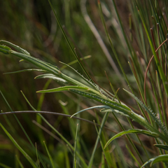Wahlenbergia krebsii