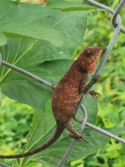 Calotes versicolor