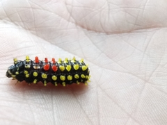 Cyclosia papilionaris