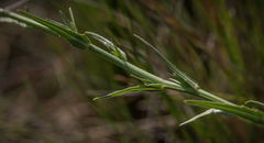 Wahlenbergia krebsii