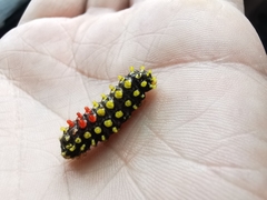 Cyclosia papilionaris