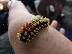 Cyclosia papilionaris