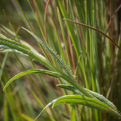 Wahlenbergia krebsii