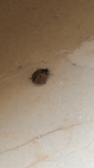 Coccinella septempunctata