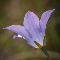Wahlenbergia krebsii