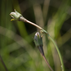 Wahlenbergia krebsii