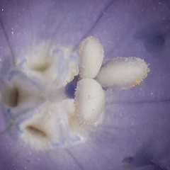 Wahlenbergia krebsii